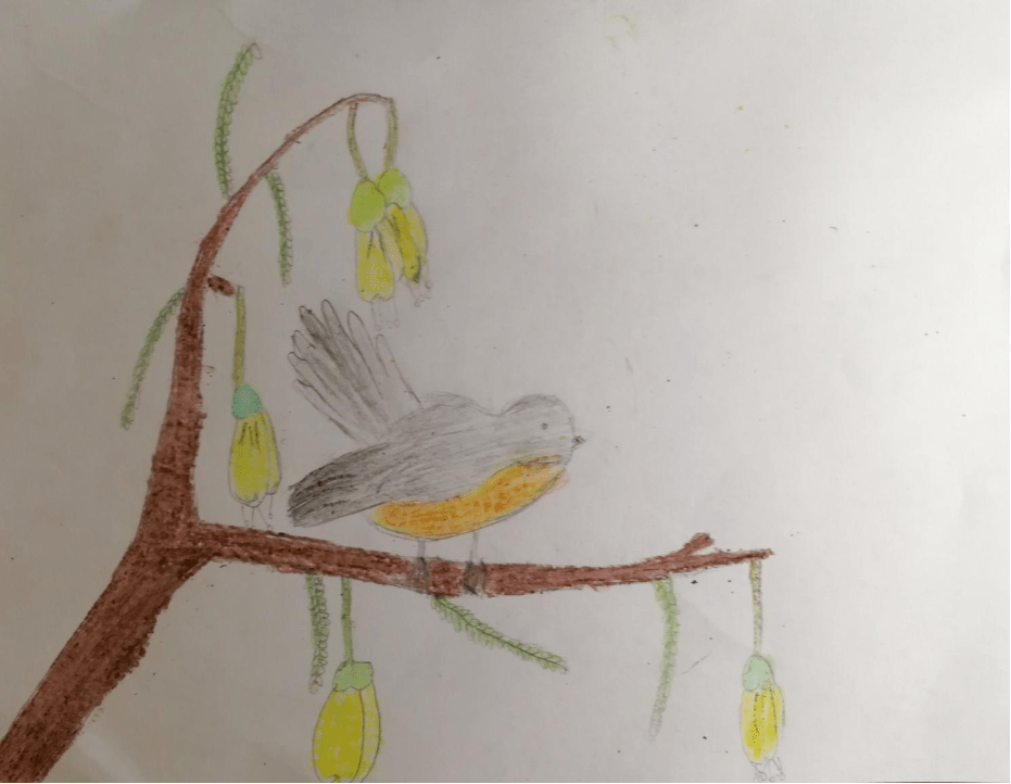 Kowhai Drawing Jack L Paihia School